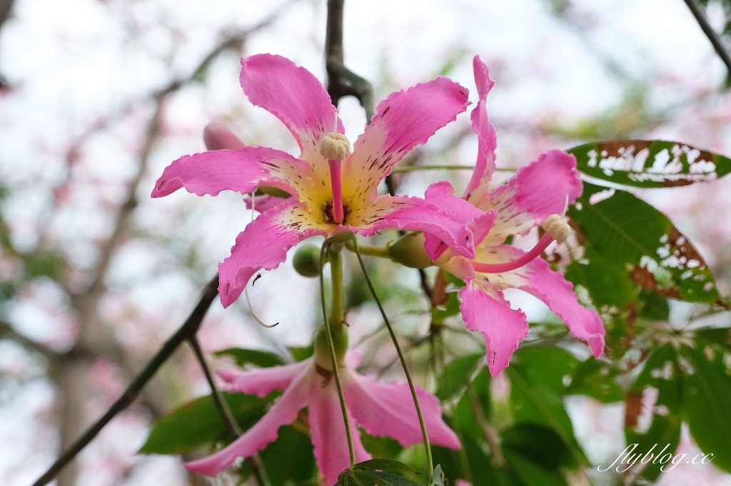 北斗河濱公園|一期一會的美人樹風吹雪,從渡船頭開始綿延1.5公里 @飛天璇的口袋 北斗河濱公園|一期一會的美人樹風吹雪,從渡船頭開始綿延1.5公里 @飛天璇的口袋