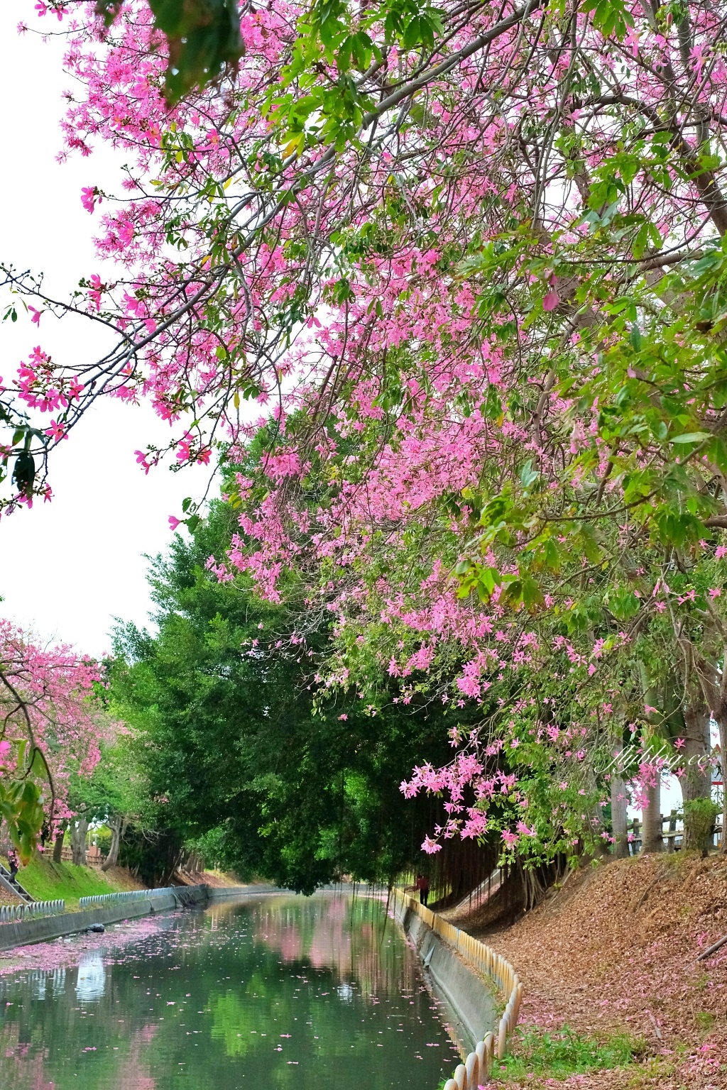 北斗河濱公園｜一期一會的美人樹風吹雪，從渡船頭開始綿延1.5公里 @飛天璇的口袋