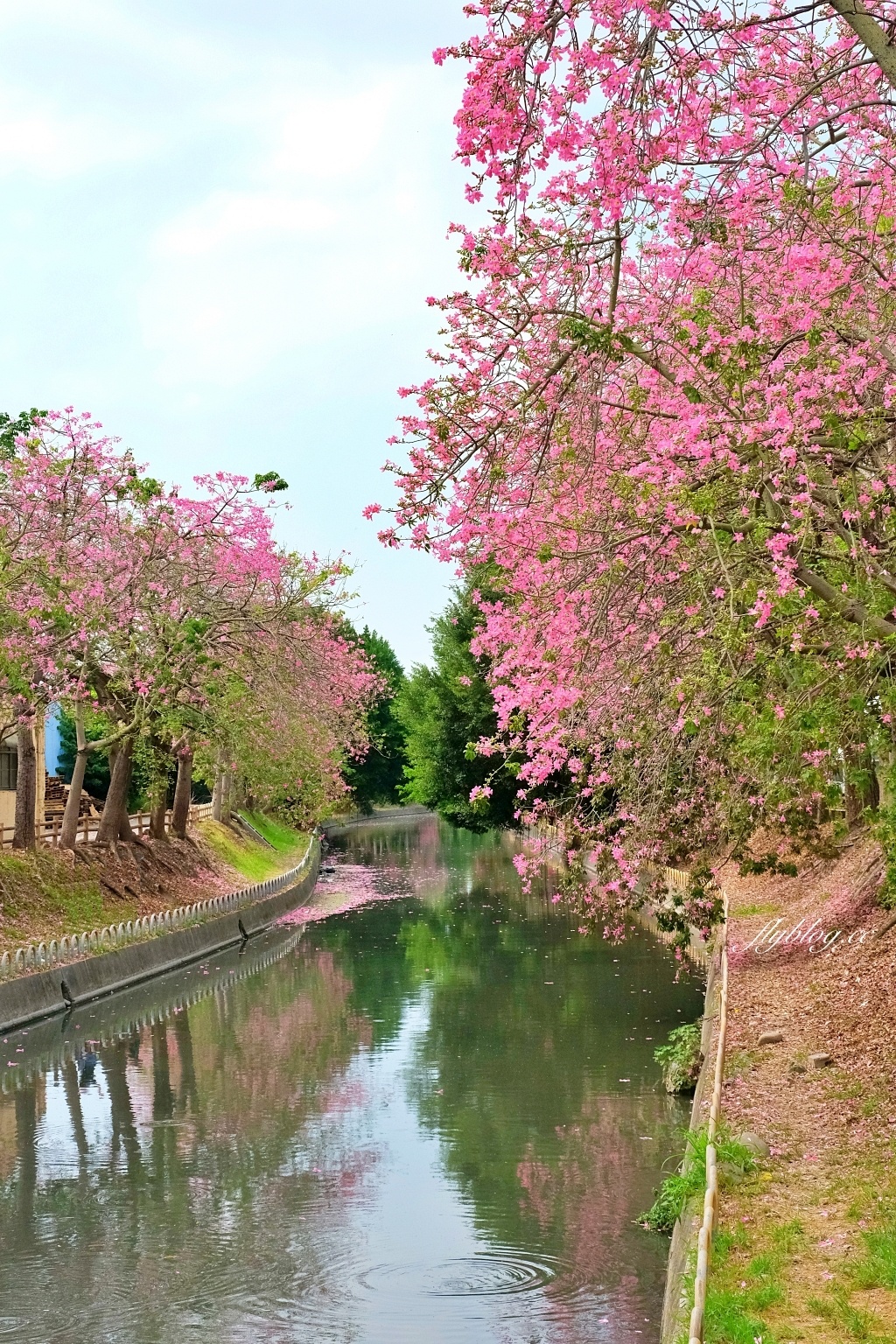 北斗河濱公園|一期一會的美人樹風吹雪,從渡船頭開始綿延1.5公里 @飛天璇的口袋 北斗河濱公園|一期一會的美人樹風吹雪,從渡船頭開始綿延1.5公里 @飛天璇的口袋