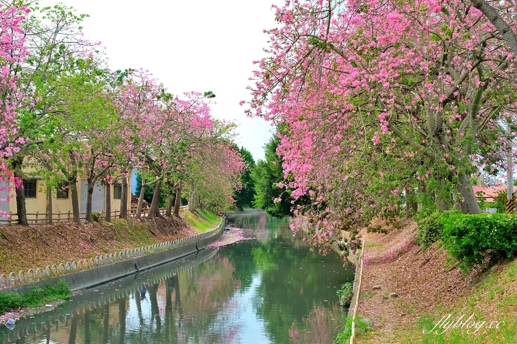 北斗河濱公園｜一期一會的美人樹風吹雪，從渡船頭開始綿延1.5公里 @飛天璇的口袋