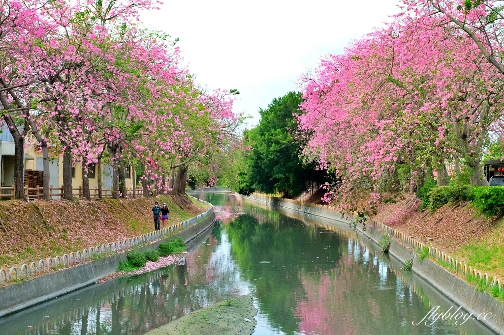 北斗河濱公園|一期一會的美人樹風吹雪,從渡船頭開始綿延1.5公里 @飛天璇的口袋 北斗河濱公園|一期一會的美人樹風吹雪,從渡船頭開始綿延1.5公里 @飛天璇的口袋