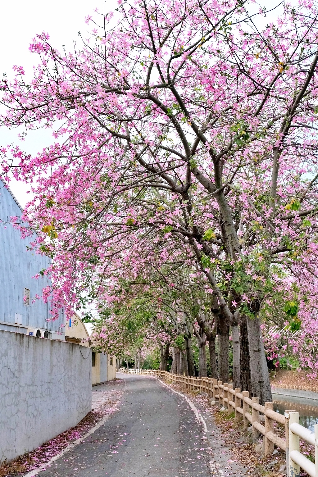 北斗河濱公園｜一期一會的美人樹風吹雪，從渡船頭開始綿延1.5公里 @飛天璇的口袋
