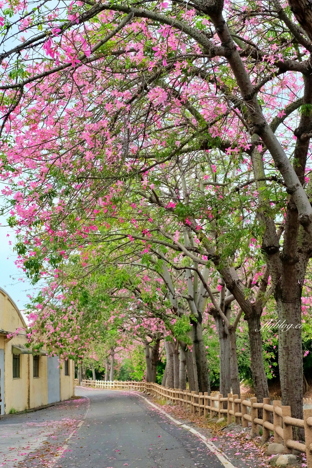 北斗河濱公園|一期一會的美人樹風吹雪,從渡船頭開始綿延1.5公里 @飛天璇的口袋 北斗河濱公園|一期一會的美人樹風吹雪,從渡船頭開始綿延1.5公里 @飛天璇的口袋