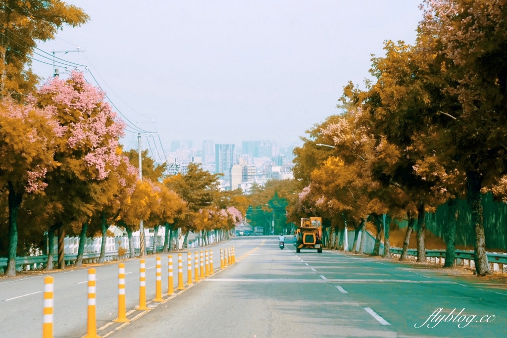 永春南路欒樹大道|秋天限定橘紅欒樹大道,制高點飽覽市區建築大廈 @飛天璇的口袋 永春南路欒樹大道|秋天限定橘紅欒樹大道,制高點飽覽市區建築大廈 @飛天璇的口袋