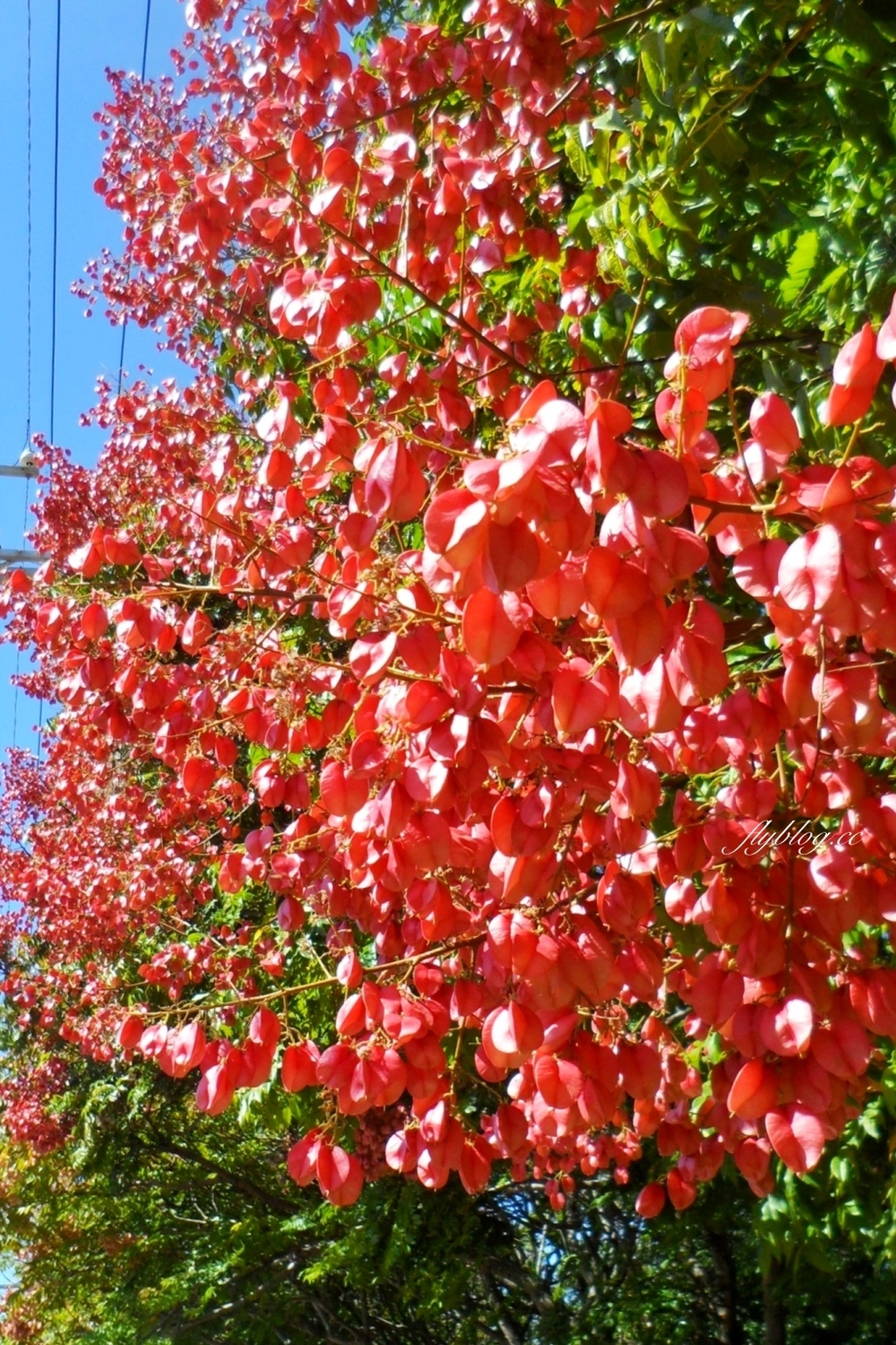 台中清水米粉寮大排水溝|清水最美欒樹秘境,綿延約2公里美不勝收 @飛天璇的口袋 台中清水米粉寮大排水溝|清水最美欒樹秘境,綿延約2公里美不勝收 @飛天璇的口袋