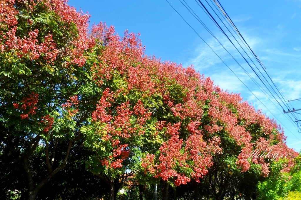 台中清水米粉寮大排水溝|清水最美欒樹秘境,綿延約2公里美不勝收 @飛天璇的口袋 台中清水米粉寮大排水溝|清水最美欒樹秘境,綿延約2公里美不勝收 @飛天璇的口袋