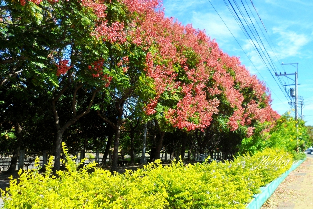 台中清水米粉寮大排水溝|清水最美欒樹秘境,綿延約2公里美不勝收 @飛天璇的口袋 台中清水米粉寮大排水溝|清水最美欒樹秘境,綿延約2公里美不勝收 @飛天璇的口袋