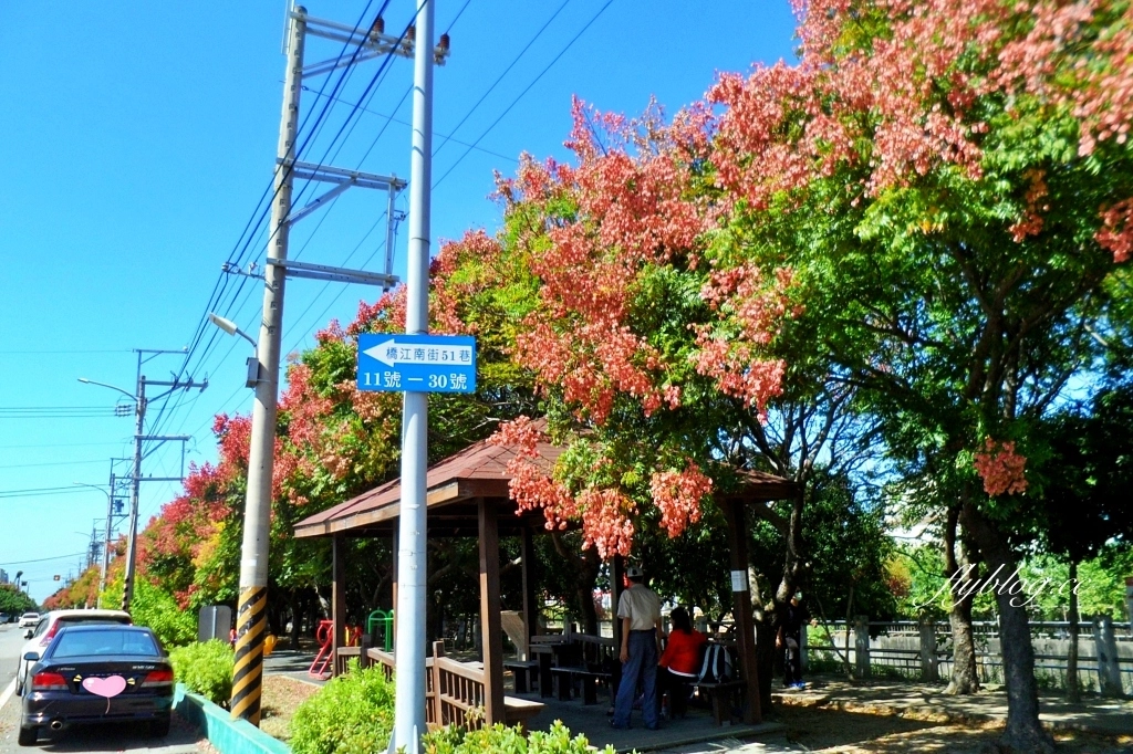 台中清水米粉寮大排水溝|清水最美欒樹秘境,綿延約2公里美不勝收 @飛天璇的口袋 台中清水米粉寮大排水溝|清水最美欒樹秘境,綿延約2公里美不勝收 @飛天璇的口袋