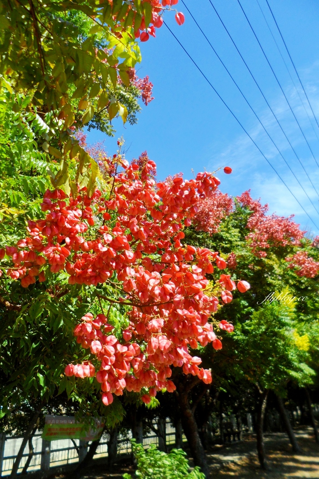 台中清水米粉寮大排水溝｜清水最美欒樹秘境，綿延約2公里美不勝收 @飛天璇的口袋