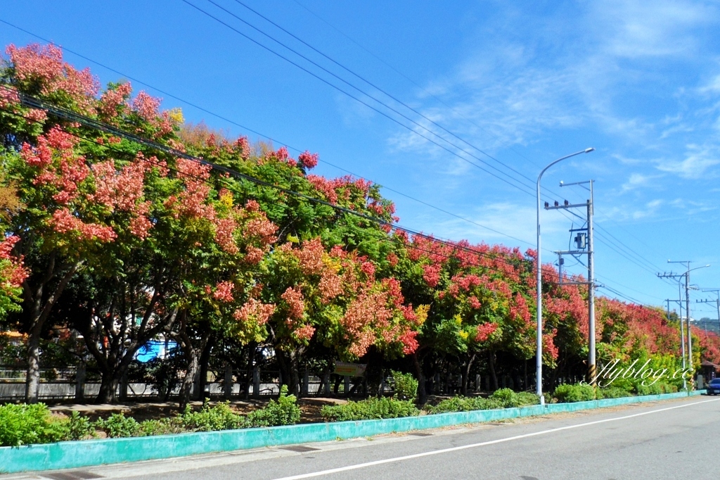 台中清水米粉寮大排水溝|清水最美欒樹秘境,綿延約2公里美不勝收 @飛天璇的口袋 台中清水米粉寮大排水溝|清水最美欒樹秘境,綿延約2公里美不勝收 @飛天璇的口袋