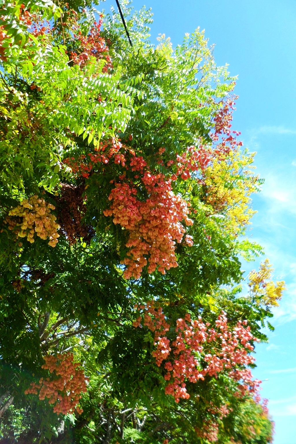 台中清水米粉寮大排水溝｜清水最美欒樹秘境，綿延約2公里美不勝收 @飛天璇的口袋