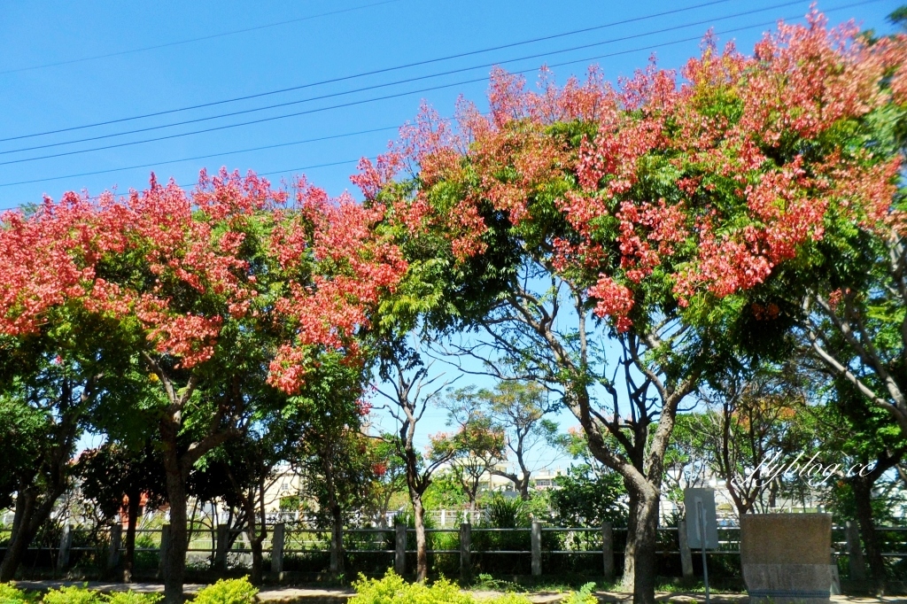 台中清水米粉寮大排水溝｜清水最美欒樹秘境，綿延約2公里美不勝收 @飛天璇的口袋