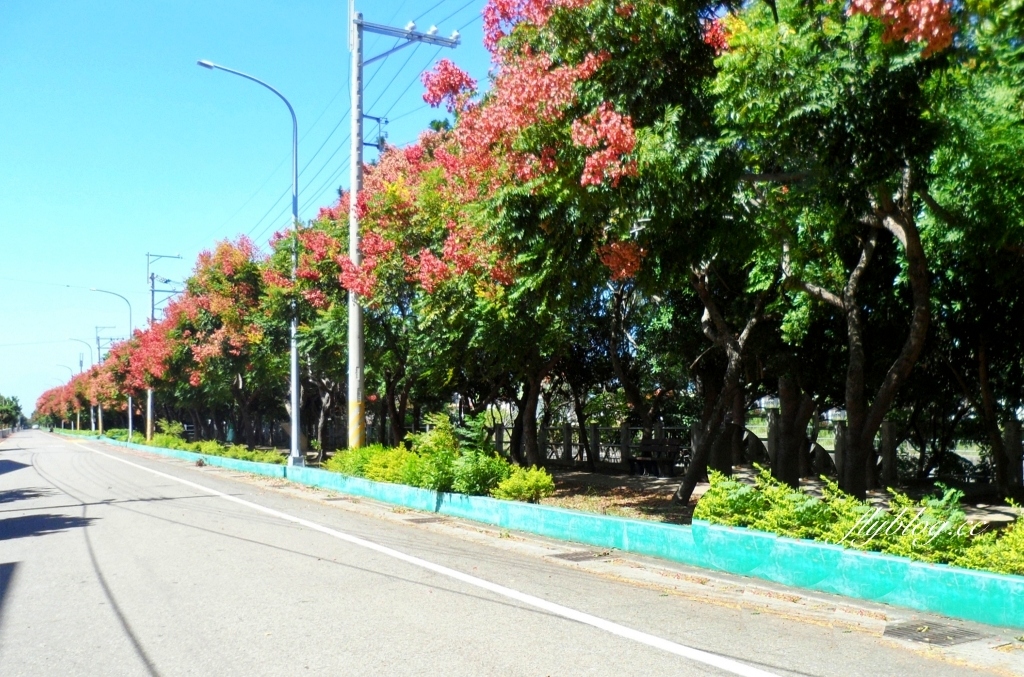 台中清水米粉寮大排水溝|清水最美欒樹秘境,綿延約2公里美不勝收 @飛天璇的口袋 台中清水米粉寮大排水溝|清水最美欒樹秘境,綿延約2公里美不勝收 @飛天璇的口袋