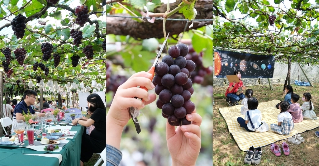 台中新社｜新峰農場．葡萄園的浪漫下午茶，採果體驗和戶外教室 @飛天璇的口袋