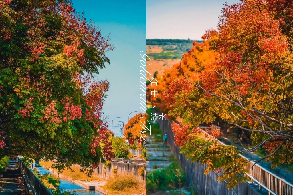 台中清水米粉寮大排水溝｜清水最美欒樹秘境，綿延約2公里美不勝收 @飛天璇的口袋