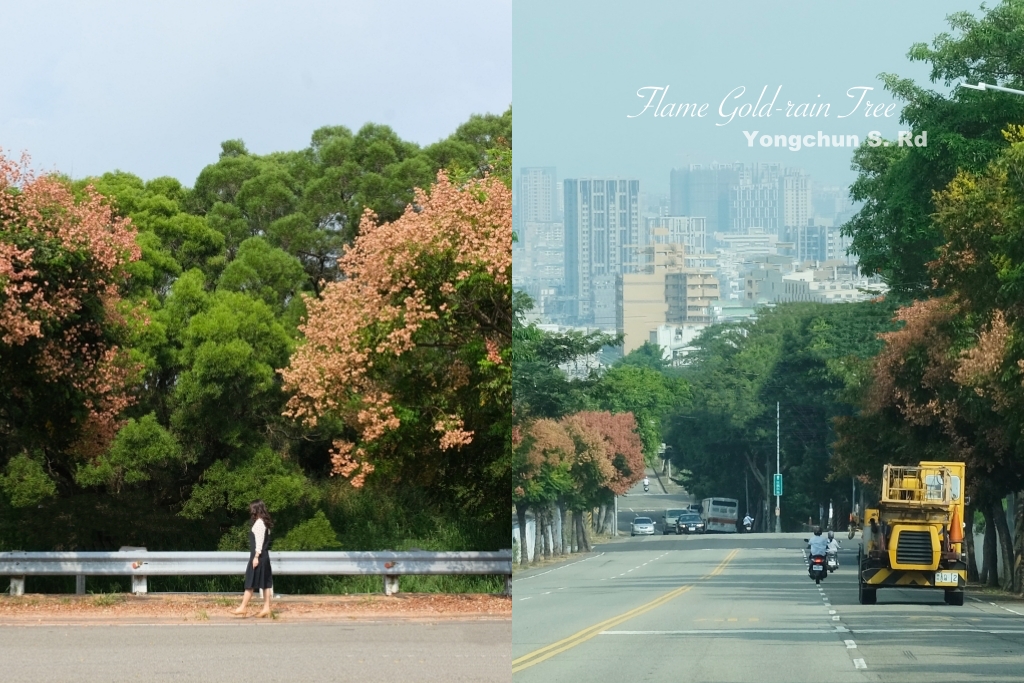 永春南路欒樹大道｜秋天限定橘紅欒樹大道，制高點飽覽市區建築大廈 @飛天璇的口袋