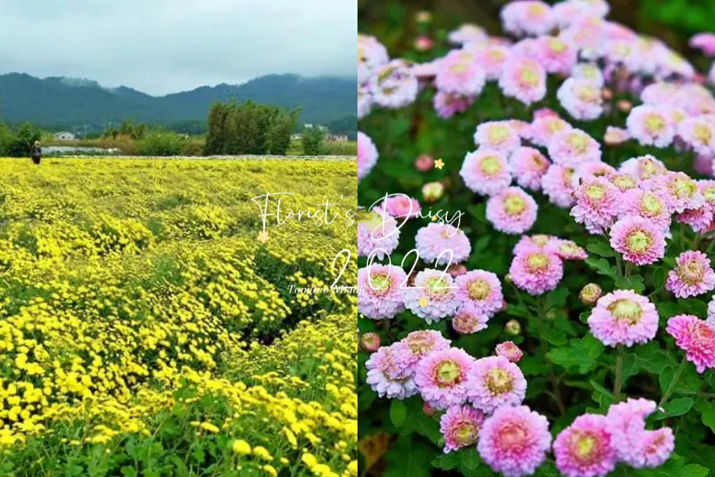 苗栗銅鑼｜銅鑼杭菊芋頭節．11/12~11/13秋美人農場登場，提供免費的芋頭米粉和芋頭粥 @飛天璇的口袋