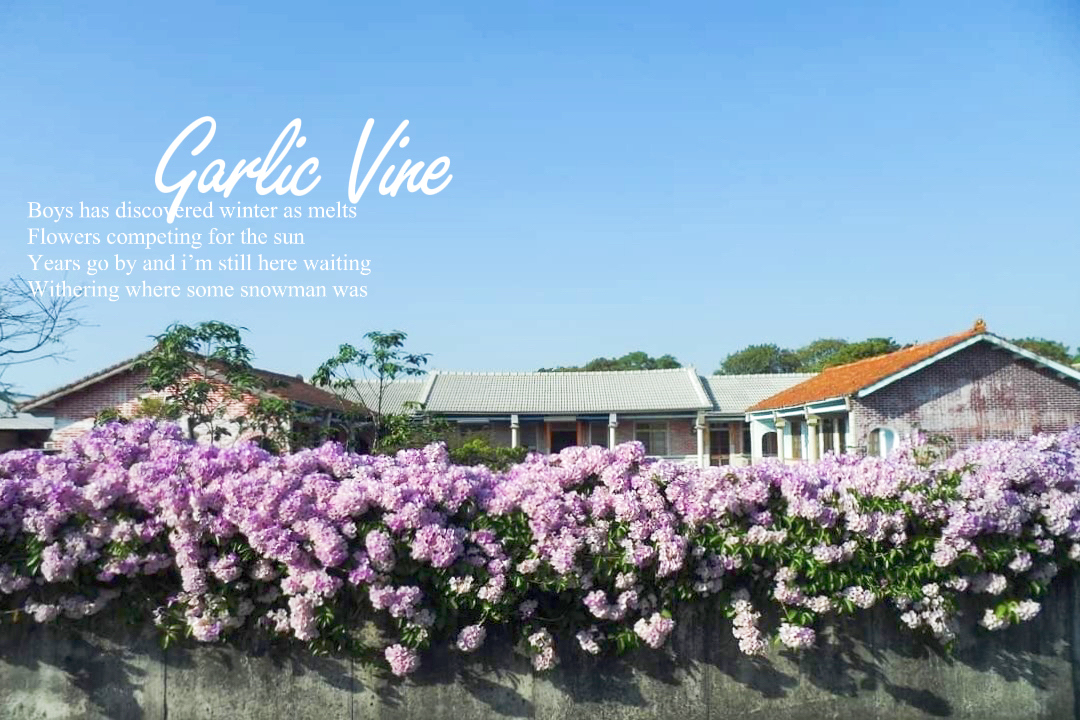 田尾蒜香藤花海｜彰化田尾老人養護中心前，三合院浪漫紫色蒜香藤盛開中 @飛天璇的口袋