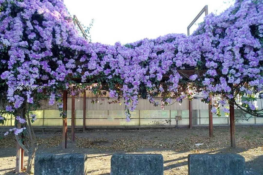 西螺大橋蒜香藤花海｜冬天的紫色浪漫來襲，橋邊蒜香藤花海盛開中 @飛天璇的口袋