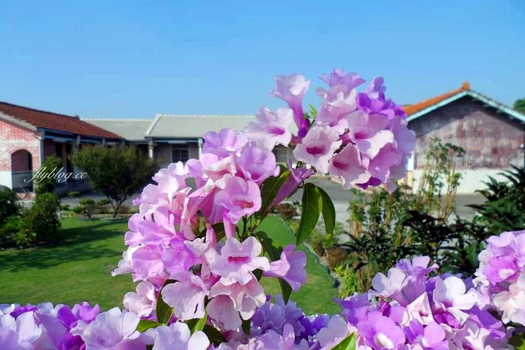 田尾蒜香藤花海｜彰化田尾老人養護中心前，三合院浪漫紫色蒜香藤盛開中 @飛天璇的口袋