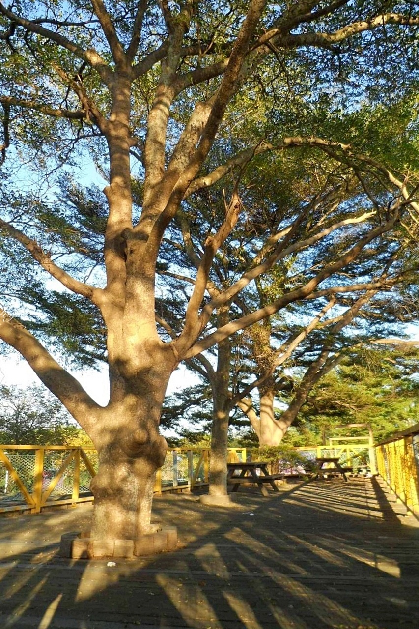 西螺大橋蒜香藤花海｜冬天的紫色浪漫來襲，橋邊蒜香藤花海盛開中 @飛天璇的口袋