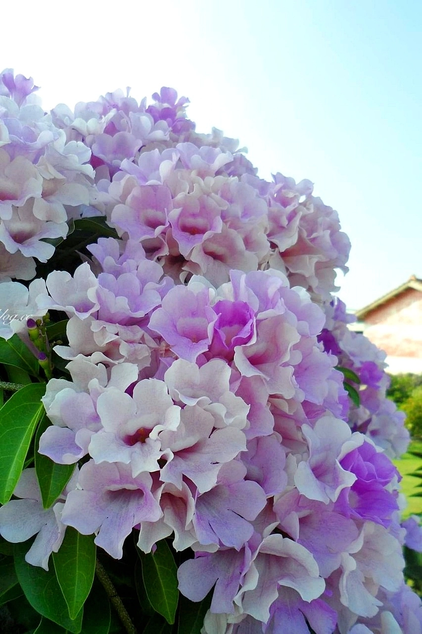 田尾蒜香藤花海｜彰化田尾老人養護中心前，三合院浪漫紫色蒜香藤盛開中 @飛天璇的口袋