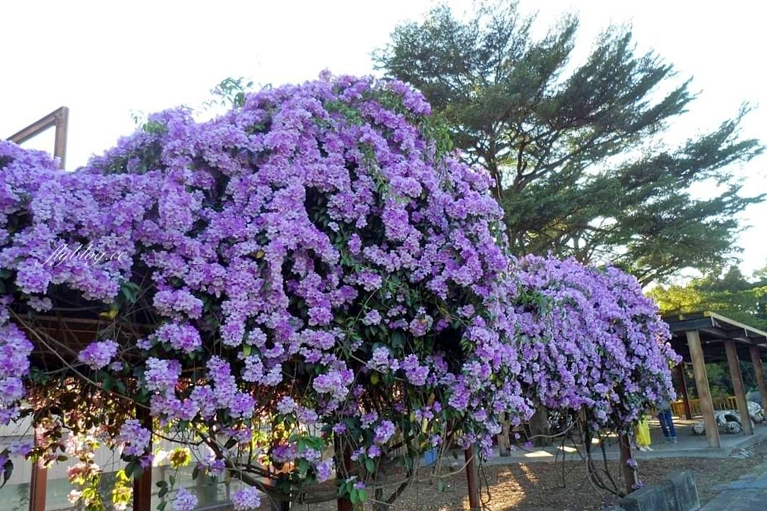 西螺大橋蒜香藤花海｜冬天的紫色浪漫來襲，橋邊蒜香藤花海盛開中 @飛天璇的口袋