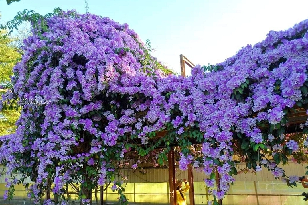 西螺大橋蒜香藤花海｜冬天的紫色浪漫來襲，橋邊蒜香藤花海盛開中 @飛天璇的口袋