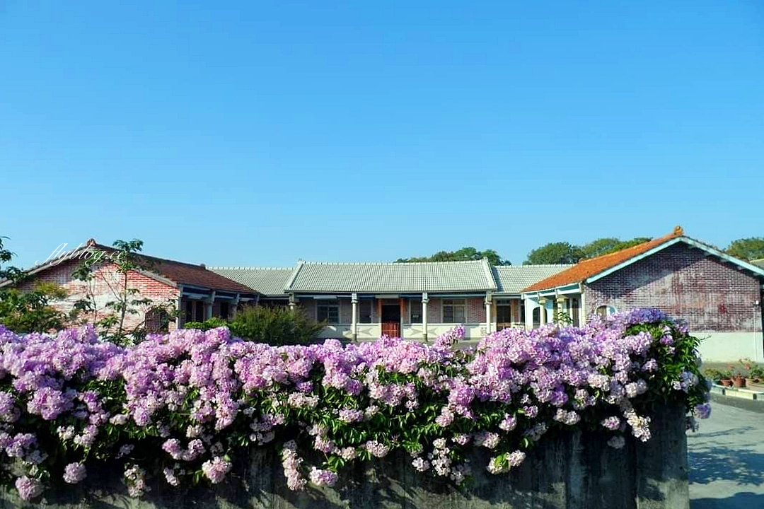 田尾蒜香藤花海｜彰化田尾老人養護中心前，三合院浪漫紫色蒜香藤盛開中 @飛天璇的口袋