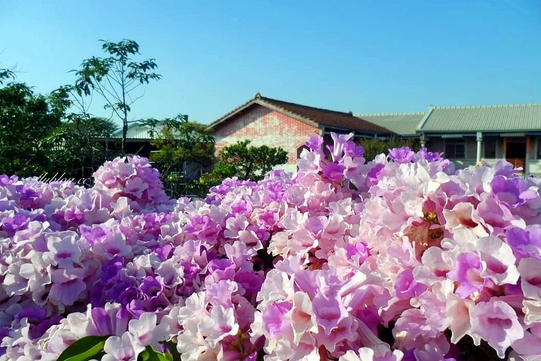 田尾蒜香藤花海｜彰化田尾老人養護中心前，三合院浪漫紫色蒜香藤盛開中 @飛天璇的口袋