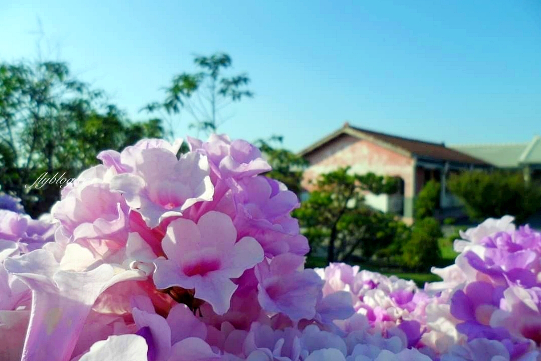 田尾蒜香藤花海｜彰化田尾老人養護中心前，三合院浪漫紫色蒜香藤盛開中 @飛天璇的口袋