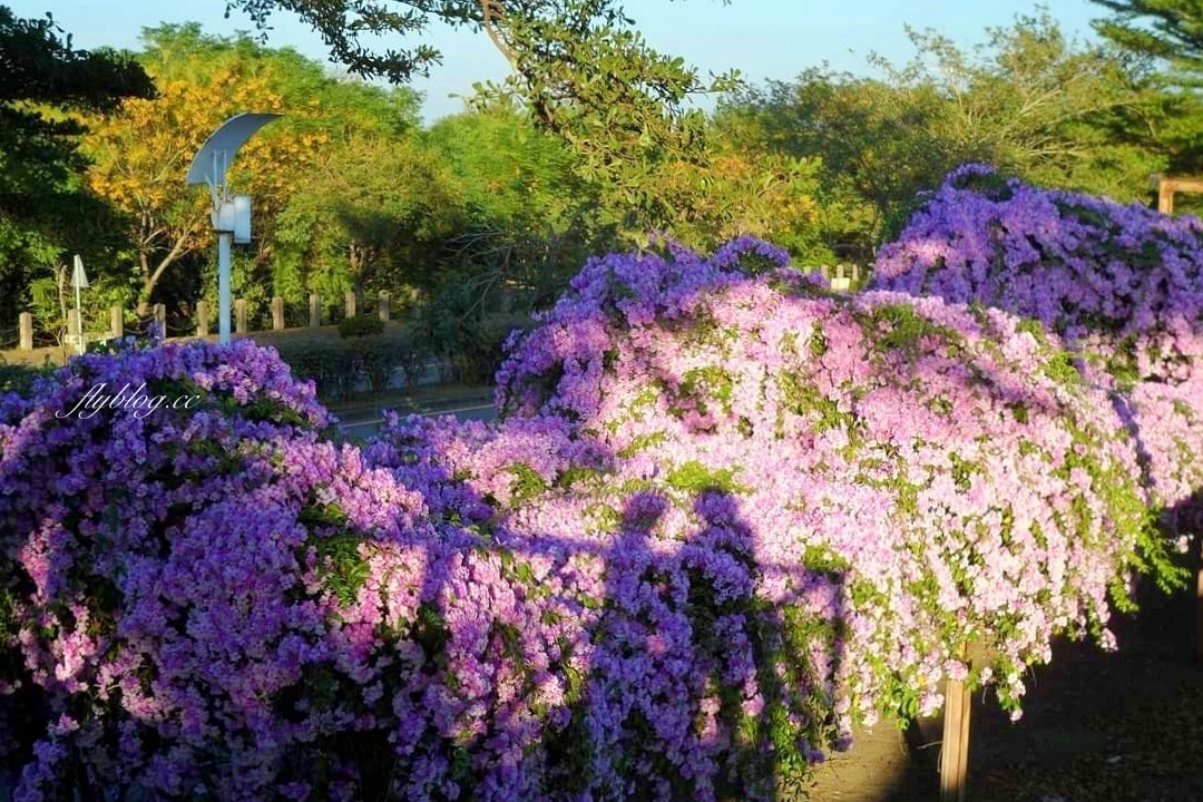 西螺大橋蒜香藤花海｜冬天的紫色浪漫來襲，橋邊蒜香藤花海盛開中 @飛天璇的口袋