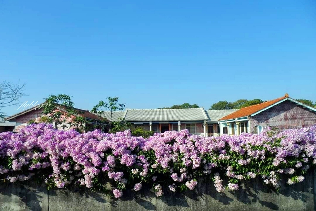 田尾蒜香藤花海｜彰化田尾老人養護中心前，三合院浪漫紫色蒜香藤盛開中 @飛天璇的口袋