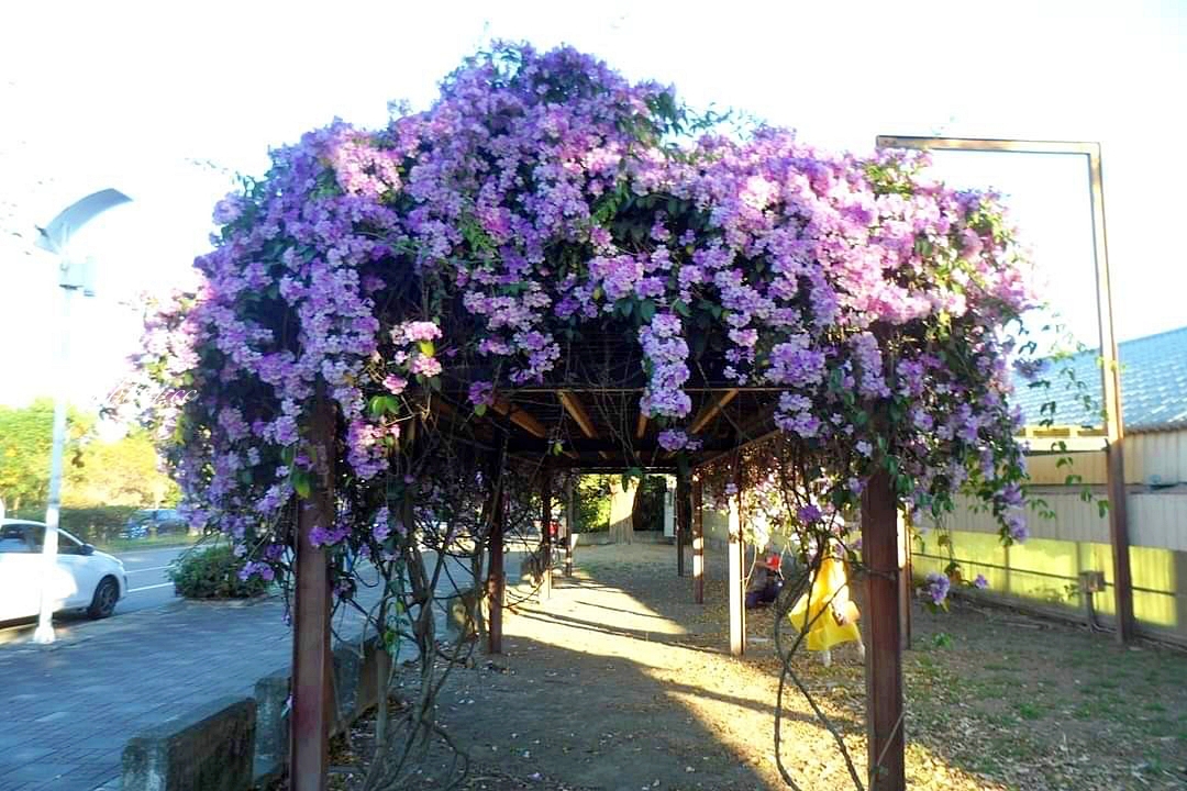 西螺大橋蒜香藤花海｜冬天的紫色浪漫來襲，橋邊蒜香藤花海盛開中 @飛天璇的口袋