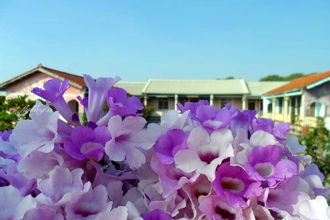 田尾蒜香藤花海｜彰化田尾老人養護中心前，三合院浪漫紫色蒜香藤盛開中 @飛天璇的口袋