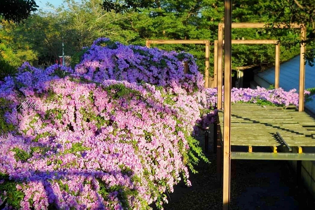 西螺大橋蒜香藤花海｜冬天的紫色浪漫來襲，橋邊蒜香藤花海盛開中 @飛天璇的口袋