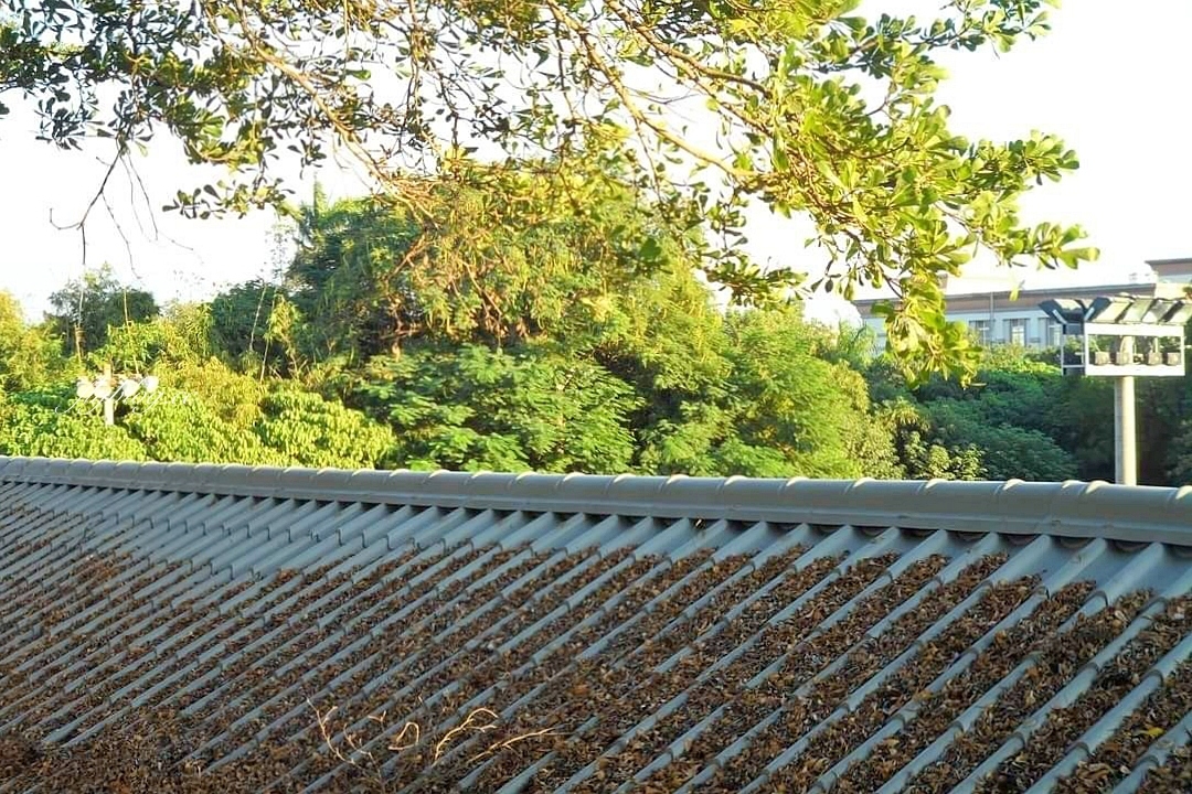 西螺大橋蒜香藤花海｜冬天的紫色浪漫來襲，橋邊蒜香藤花海盛開中 @飛天璇的口袋