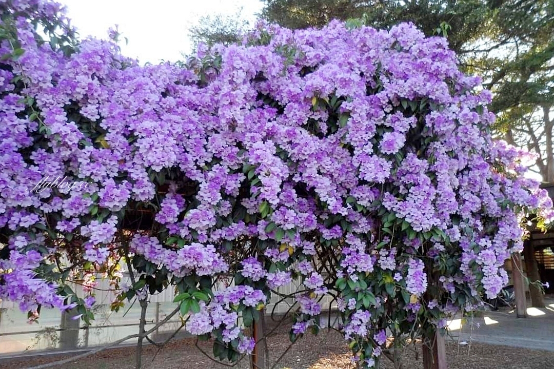 西螺大橋蒜香藤花海｜冬天的紫色浪漫來襲，橋邊蒜香藤花海盛開中 @飛天璇的口袋