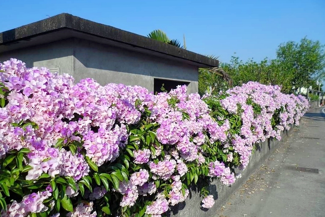 田尾蒜香藤花海｜彰化田尾老人養護中心前，三合院浪漫紫色蒜香藤盛開中 @飛天璇的口袋