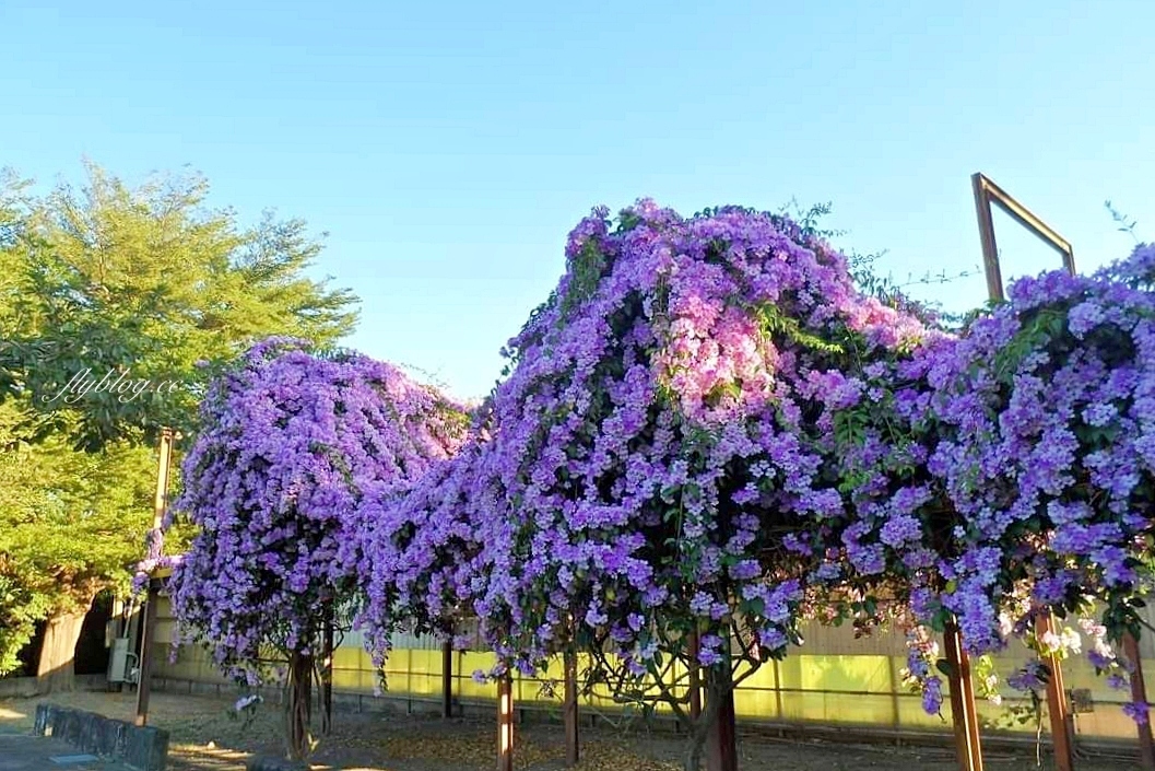 西螺大橋蒜香藤花海｜冬天的紫色浪漫來襲，橋邊蒜香藤花海盛開中 @飛天璇的口袋