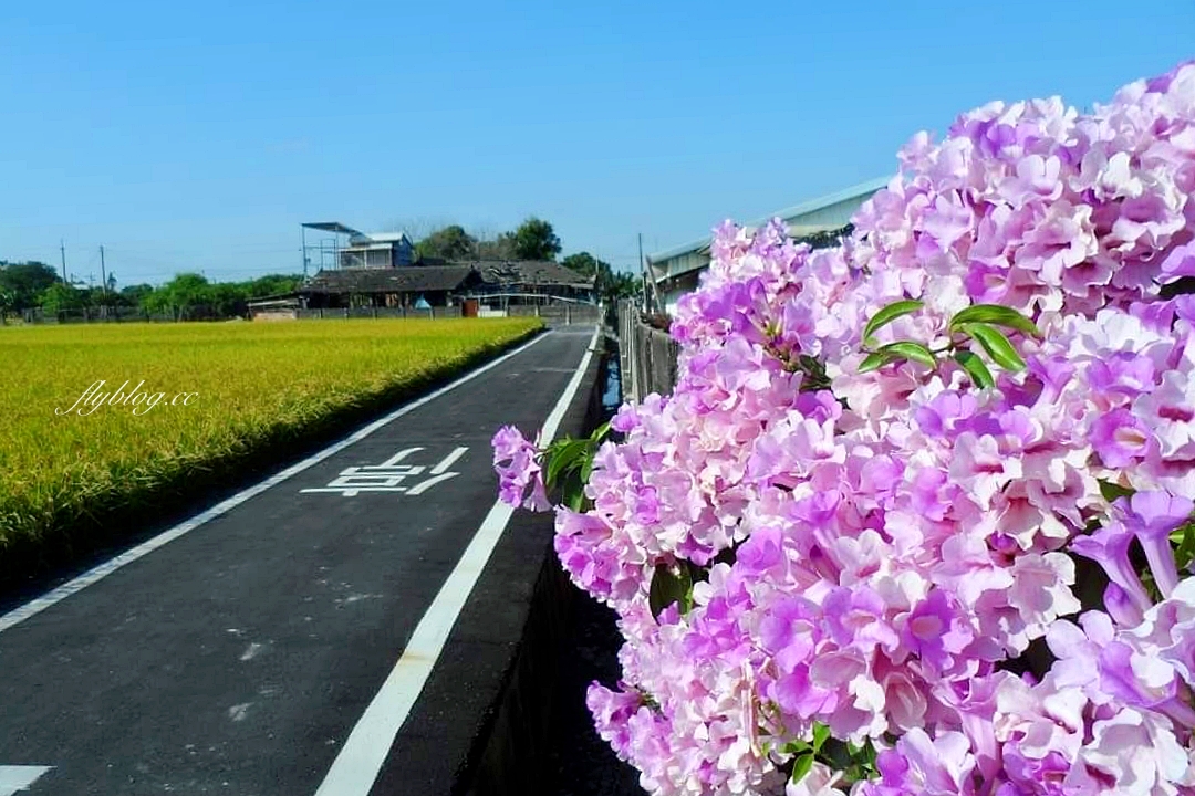 田尾蒜香藤花海｜彰化田尾老人養護中心前，三合院浪漫紫色蒜香藤盛開中 @飛天璇的口袋