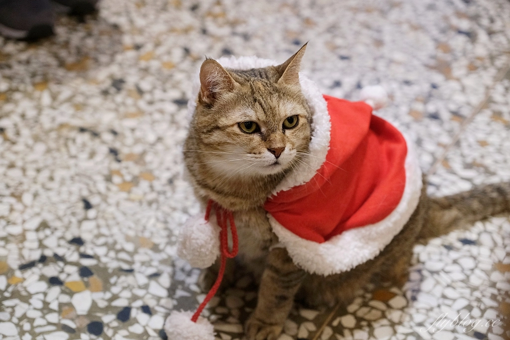 台中西區｜來森もり，精明商圈巷弄裡的咖啡館，品嚐用心的手作甜點，必點戚風蛋糕 @飛天璇的口袋