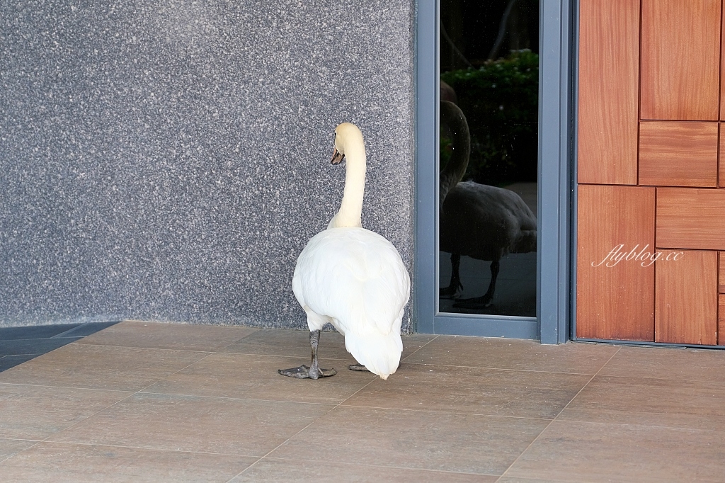 台中新社｜友利村．新社無菜單料理餐廳，超美玻璃屋還有浪漫水池造景 @飛天璇的口袋