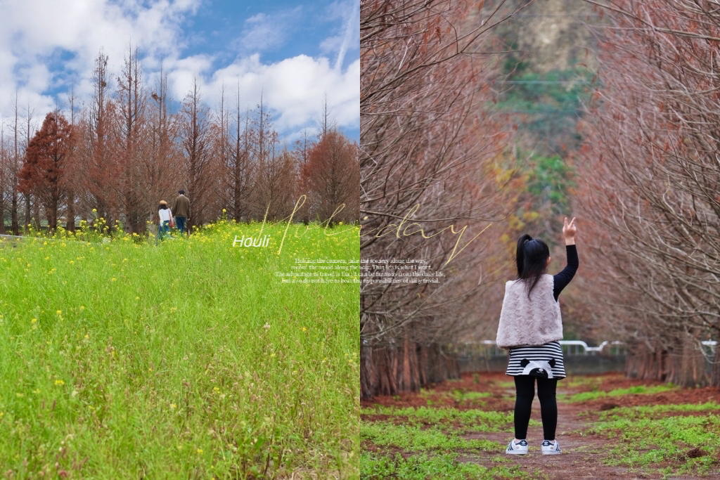 台中外埔｜土城落羽松秘境｜火炎山下200棵落羽松樹林，后里麗寶樂園附近的秘境 @飛天璇的口袋