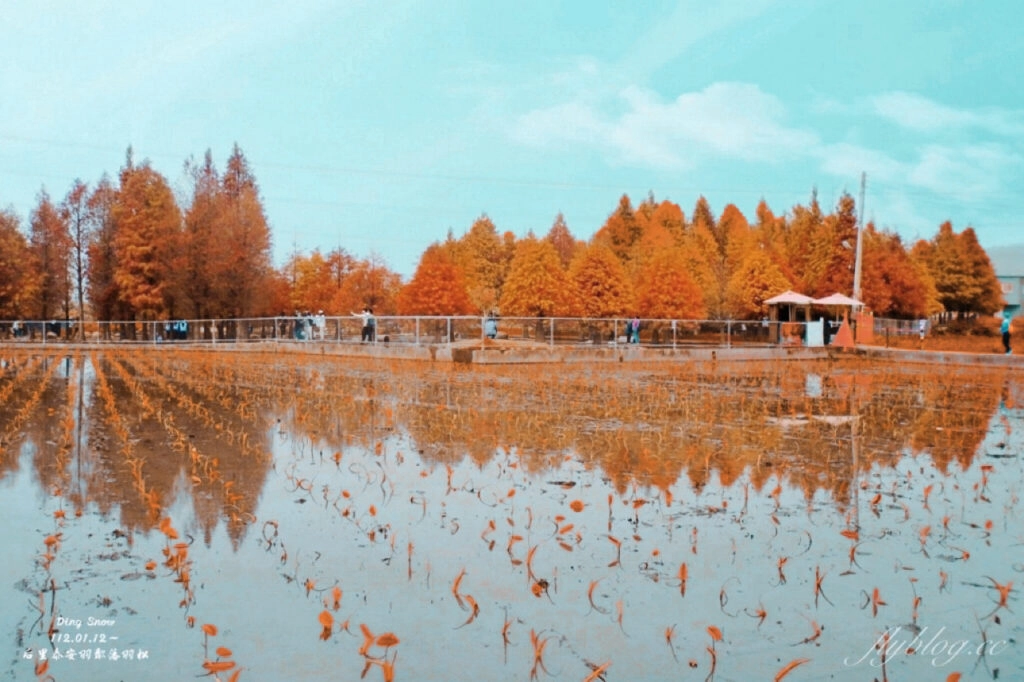 苗栗后里｜泰安落羽松．泰安羽粼落羽松，季節限定IG浪漫打卡秘境 @飛天璇的口袋