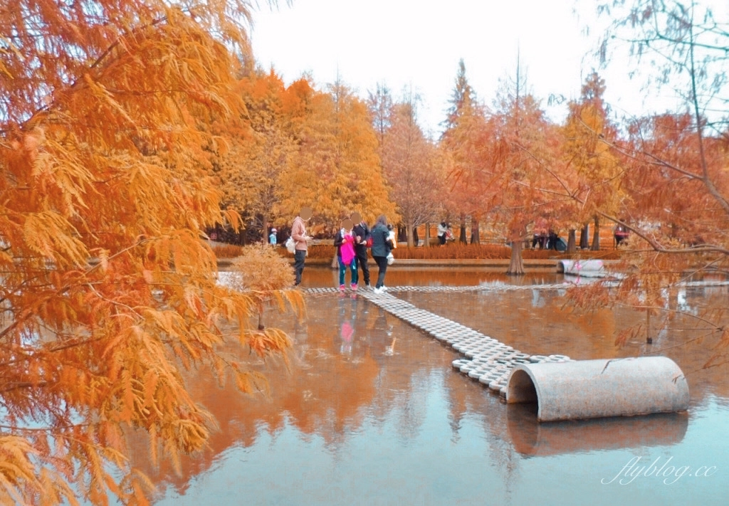 苗栗后里｜泰安落羽松．泰安羽粼落羽松，季節限定IG浪漫打卡秘境 @飛天璇的口袋