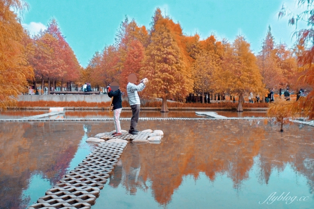 苗栗后里｜泰安落羽松．泰安羽粼落羽松，季節限定IG浪漫打卡秘境 @飛天璇的口袋