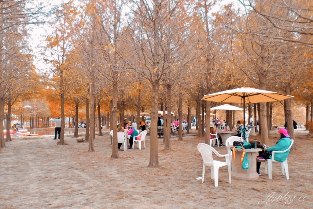 苗栗后里｜泰安落羽松．泰安羽粼落羽松，季節限定IG浪漫打卡秘境 @飛天璇的口袋