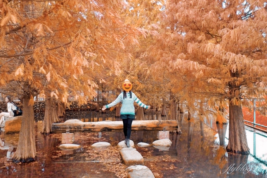 苗栗后里｜泰安落羽松．泰安羽粼落羽松，季節限定IG浪漫打卡秘境 @飛天璇的口袋