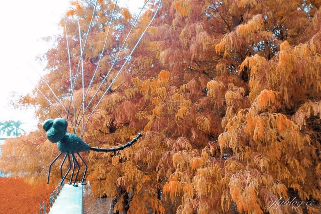 苗栗后里｜泰安落羽松．泰安羽粼落羽松，季節限定IG浪漫打卡秘境 @飛天璇的口袋